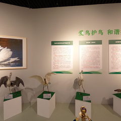 疣鼻天鹅之湖