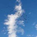 修身、齐家--张振华