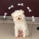 🍺脆皮猪脚🍖