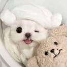 polin